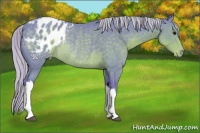 Horse Color:Watercolor Silver Black Appaloosa Rabicano 