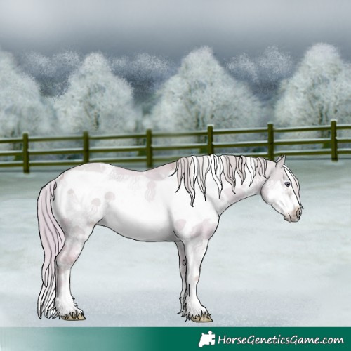 Horse Color:Watercolor White Spotted Liver Red Dun Chinchilla Frame Rabicano 