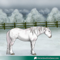 Horse Color:Watercolor White Spotted Liver Red Dun Chinchilla Frame Rabicano 