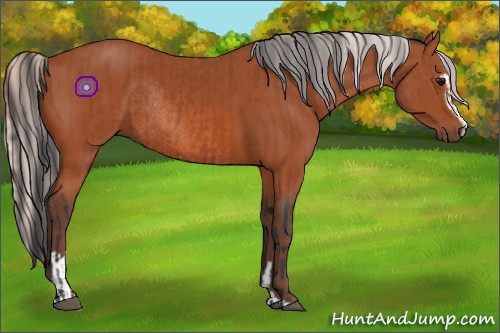 Horse Color:Bay Sabino Rabicano  and Silver Bay Sabino Rabicano 