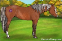 Horse Color:Bay Sabino Rabicano  and Silver Bay Sabino Rabicano 