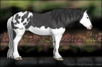 Horse Color:Black Splash Appaloosa 