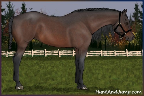 Horse Color:Brown Roan