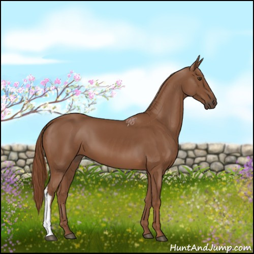 Horse Color:Chestnut 