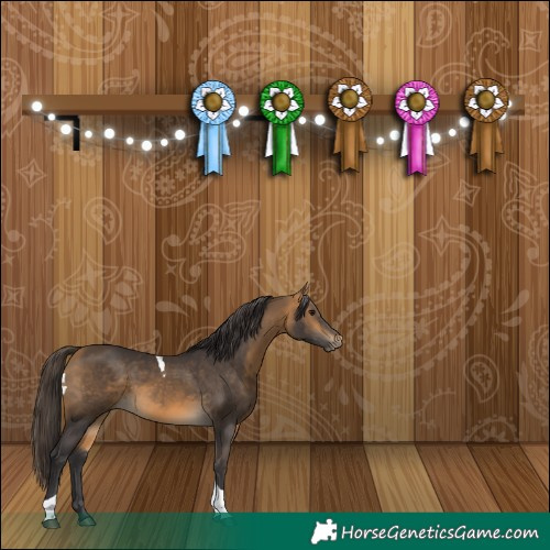 Horse Color:Buckskin Tobiano