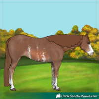 Horse Color:Chestnut Sabino