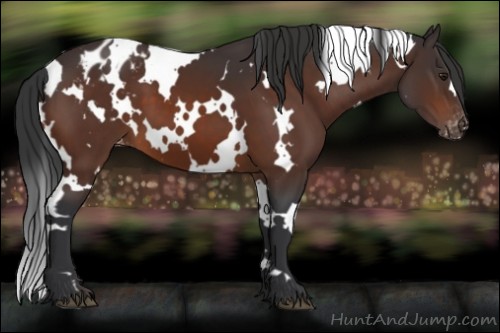 Horse Color:White Spotted Brown Appaloosa 
