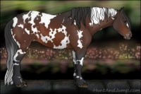 Horse Color:White Spotted Brown Appaloosa 