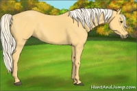 Horse Color:Palomino