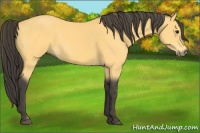 Horse Color:Buckskin 