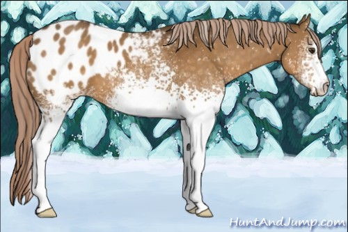 Horse Color:White Spotted Chocolate Palomino Blanket 