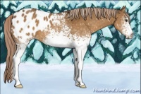 Horse Color:White Spotted Chocolate Palomino Blanket 