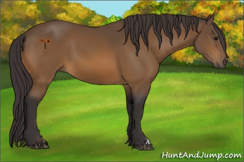 Horse Color:Buckskin