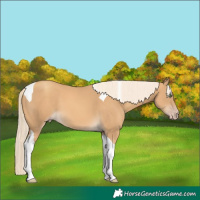 Horse Color:Gold Cream Champagne Tobiano
