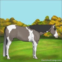 Horse Color:Grullo Splash Tobiano