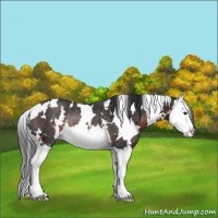 Horse Color:White Spotted Brown Splash Rabicano 
