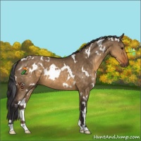 Horse Color:White Spotted Buckskin Dun 