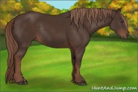 Horse Color:Liver Chestnut Rabicano 