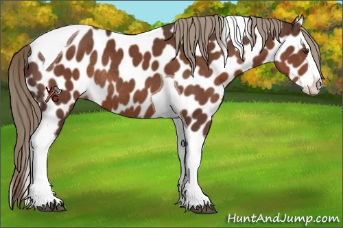 Horse Color:Liver Chestnut Splash Tobiano Appaloosa Rabicano 