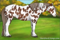 Horse Color:Liver Chestnut Splash Tobiano Appaloosa Rabicano