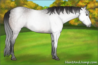 Horse Color:Gray Bay 