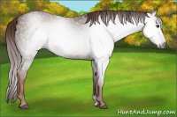 Horse Color:Gray Chestnut 