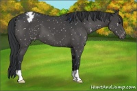 Horse Color:Black Appaloosa 