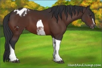 Horse Color:Brown Sabino Tobiano Appaloosa 