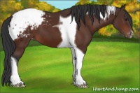 Horse Color:Bay Tobiano Appaloosa 