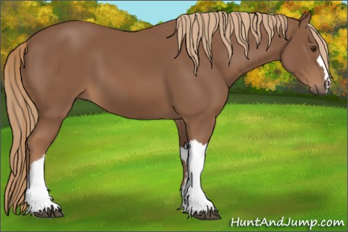 Horse Color:Unknown 