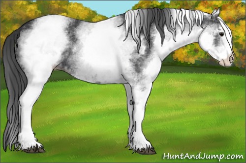 Horse Color:Unknown 