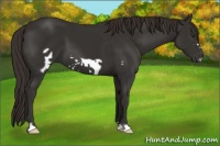 Horse Color:Liver Chestnut Frame