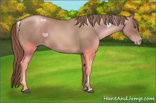 Horse Color:Liver Chestnut Pearl 
