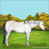 Horse Color:White Spotted Bay Ice