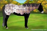 Horse Color:Plaid  Bay Ice Splash Rabicano 