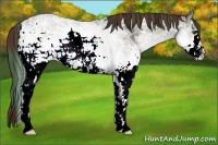 Horse Color:Plaid  White Spotted Liver Chestnut Ice 