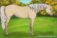Horse Color:Silver Smoky Grullo