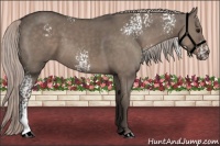 Horse Color:White Spotted Silver Grullo 