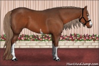 Horse Color:White Spotted Liver Chestnut 