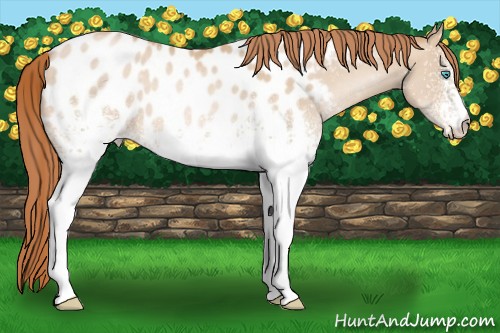 Horse Color:White Spotted Buckskin Pearl Appaloosa 