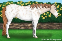 Horse Color:White Spotted Buckskin Pearl Appaloosa 