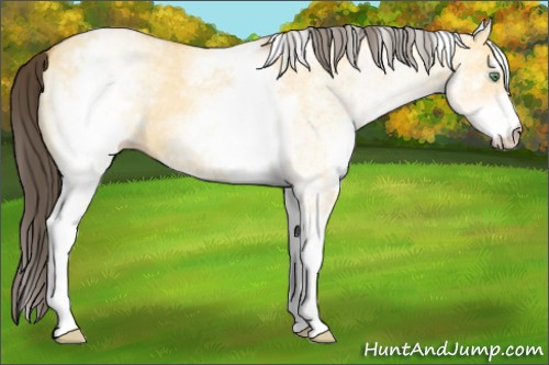 Horse Color:White Spotted Amber Cream Champagne Dun 