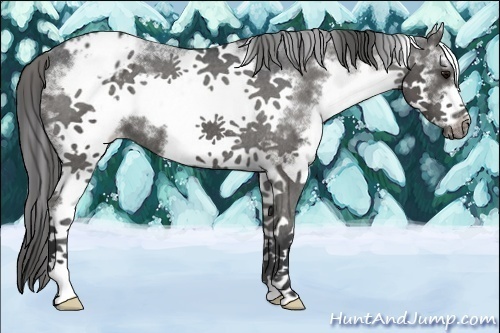 Horse Color:White Spotted Black Splash Frame Appaloosa 