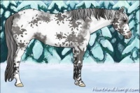 Horse Color:White Spotted Black Splash Frame Appaloosa 