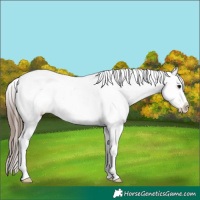 Horse Color:White Spotted Black Splash Appaloosa 