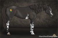 Horse Color:White Spotted Liver Chestnut Sabino 