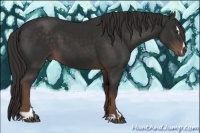 Horse Color:Liver Chestnut Sabino