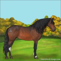 Horse Color:Bay 