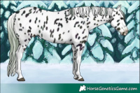 Horse Color:Watercolor White Spotted Midnight Chocolate Black Ice Near Leopard 