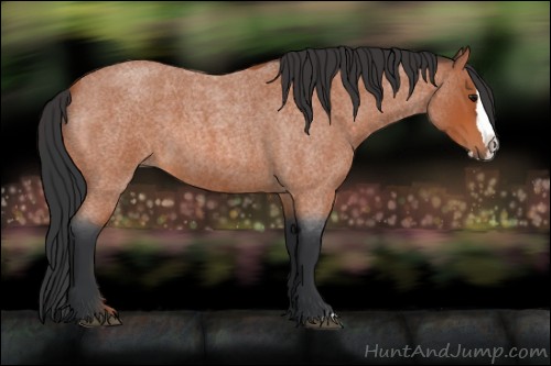 Horse Color:Bay Roan Splash 